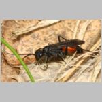 Priocnemis coriacea - Wegwespe 10mm w01b - Sandgrube Niedringhaussee det.jpg